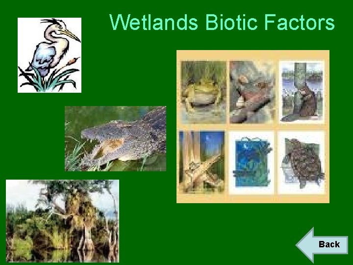 Wetlands Biotic Factors Back 