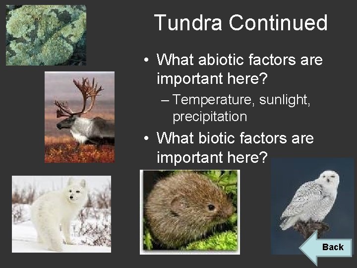 Tundra Continued • What abiotic factors are important here? – Temperature, sunlight, precipitation •