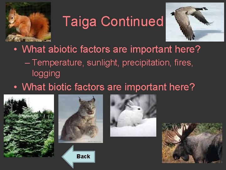 Taiga Continued • What abiotic factors are important here? – Temperature, sunlight, precipitation, fires,