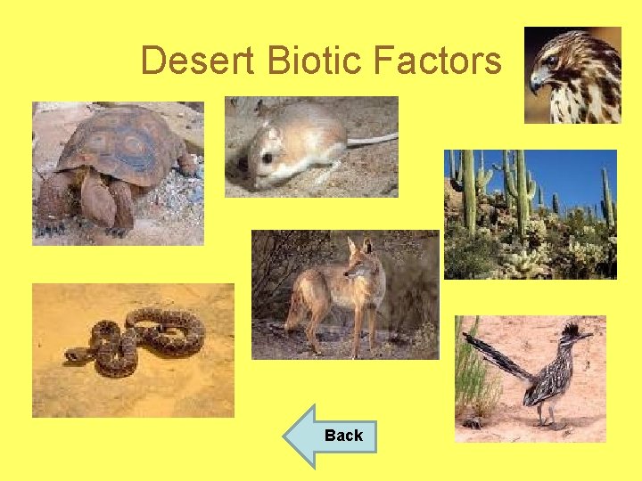 Desert Biotic Factors Back 