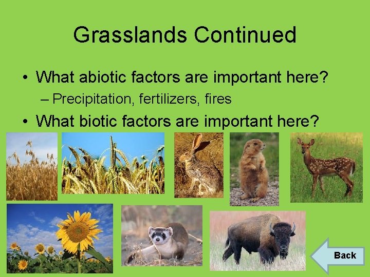 Grasslands Continued • What abiotic factors are important here? – Precipitation, fertilizers, fires •