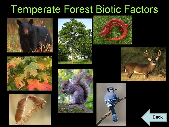 Temperate Forest Biotic Factors Back 