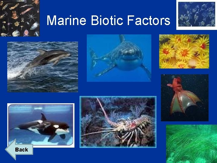 Marine Biotic Factors Back 
