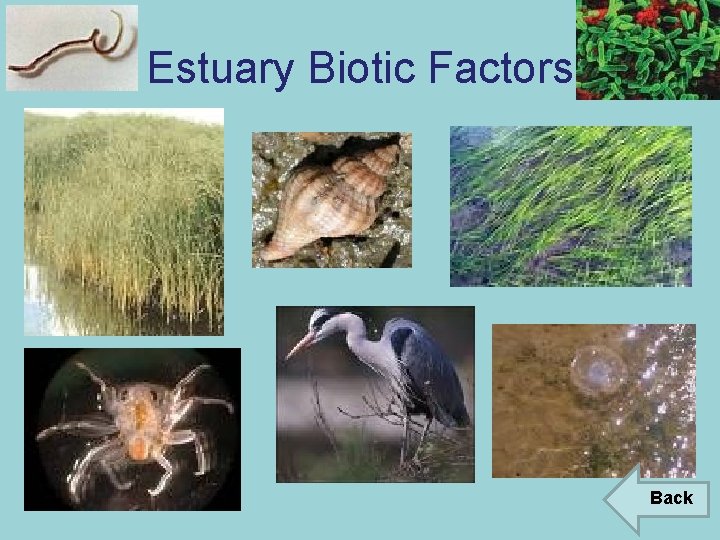 Estuary Biotic Factors Back 