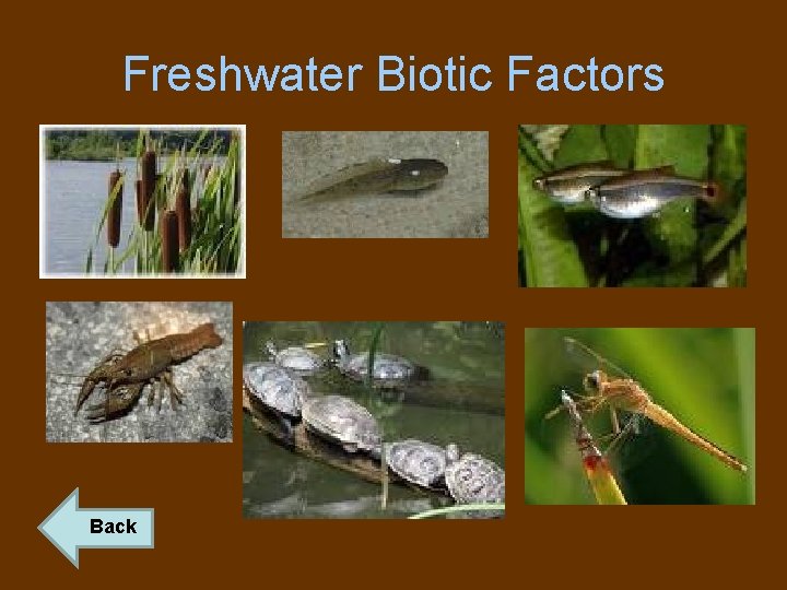 Freshwater Biotic Factors Back 