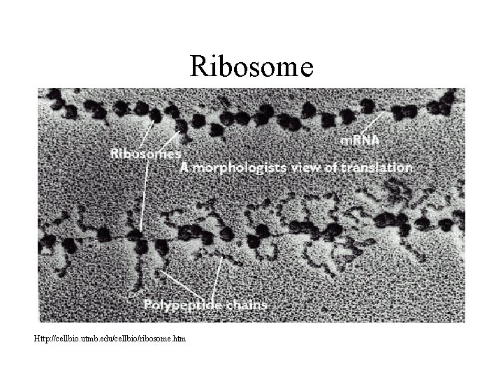 Ribosome Http: //cellbio. utmb. edu/cellbio/ribosome. htm 