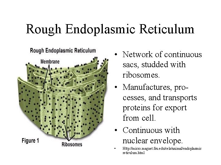 Rough Endoplasmic Reticulum • Network of continuous sacs, studded with ribosomes. • Manufactures, processes,