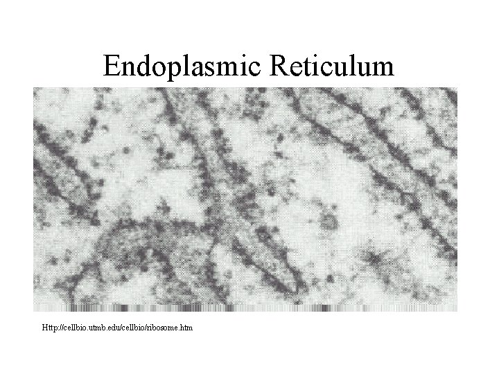 Endoplasmic Reticulum Http: //cellbio. utmb. edu/cellbio/ribosome. htm 