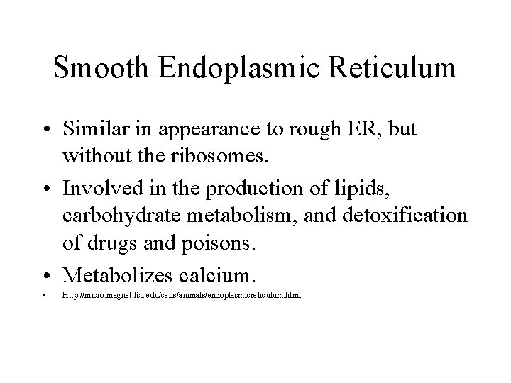 Smooth Endoplasmic Reticulum • Similar in appearance to rough ER, but without the ribosomes.