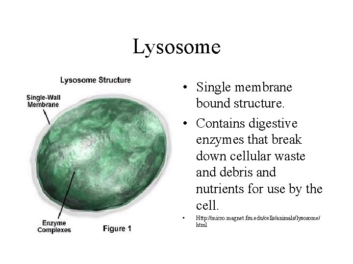 Lysosome • Single membrane bound structure. • Contains digestive enzymes that break down cellular