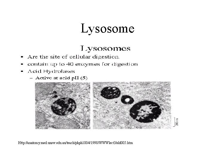 Lysosome Http: //anatomy. med. unsw. edu. au/teach/phph 1004/1998/WWWlect 3/sld 005. htm 