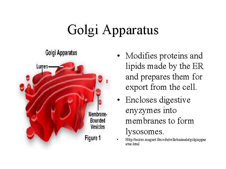 Golgi Apparatus • Modifies proteins and lipids made by the ER and prepares them