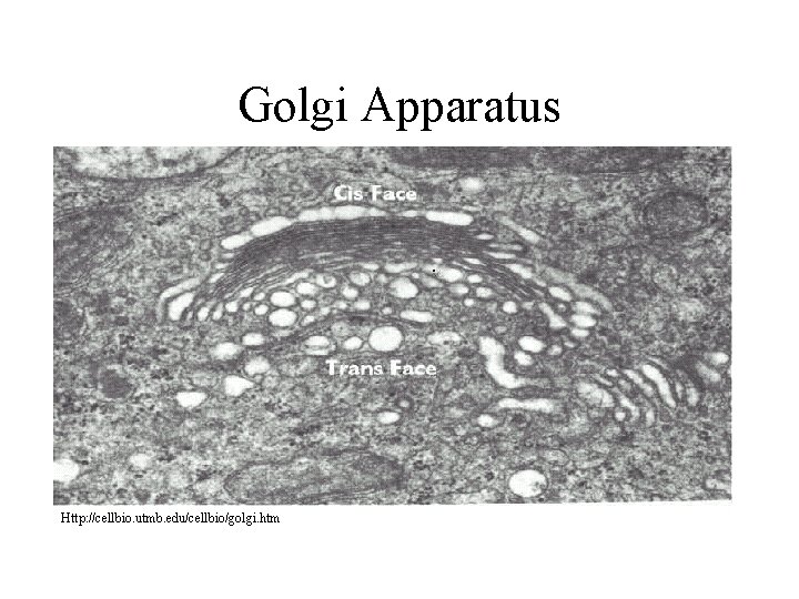 Golgi Apparatus Http: //cellbio. utmb. edu/cellbio/golgi. htm 
