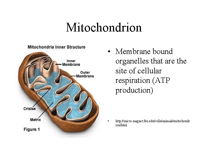 Mitochondrion • Membrane bound organelles that are the site of cellular respiration (ATP production)