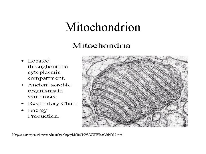 Mitochondrion Http: //anatomy. med. unsw. edu. au/teach/phph 1004/1998/WWWlect 3/sld 005. htm 