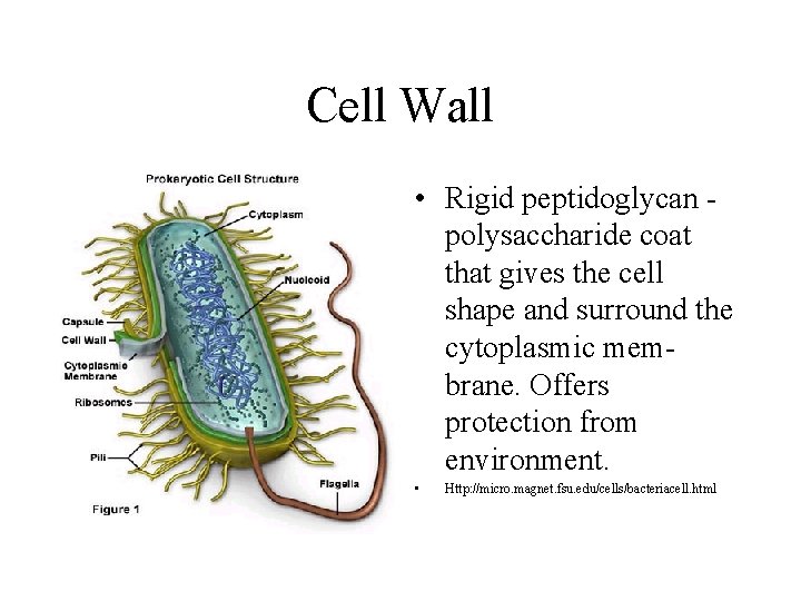 Cell Wall • Rigid peptidoglycan polysaccharide coat that gives the cell shape and surround