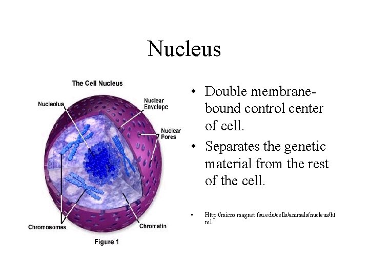 Nucleus • Double membranebound control center of cell. • Separates the genetic material from