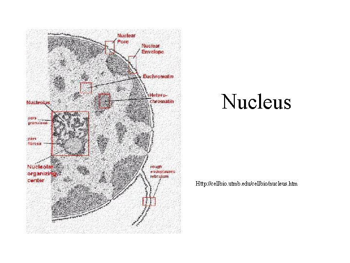 Nucleus Http: //cellbio. utmb. edu/cellbio/nucleus. htm 