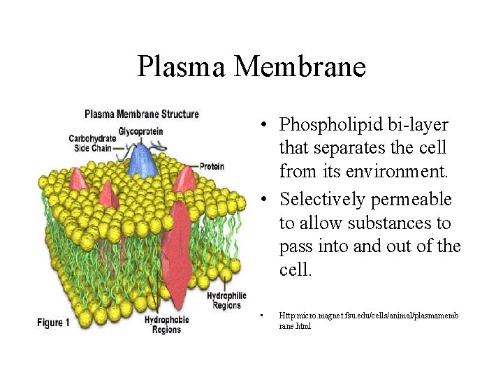 Plasma Membrane • Phospholipid bi-layer that separates the cell from its environment. • Selectively