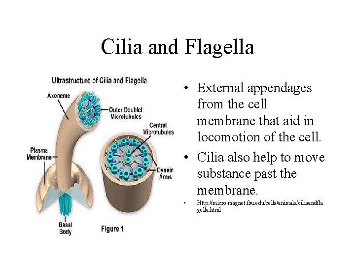 Cilia and Flagella • External appendages from the cell membrane that aid in locomotion