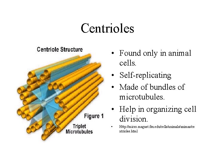 Centrioles • Found only in animal cells. • Self-replicating • Made of bundles of