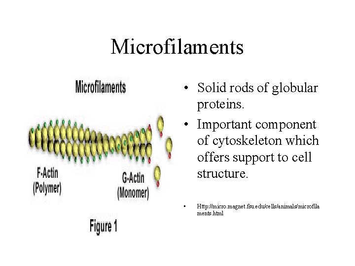 Microfilaments • Solid rods of globular proteins. • Important component of cytoskeleton which offers