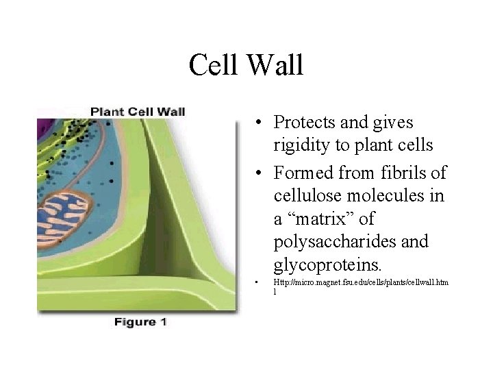 Cell Wall • Protects and gives rigidity to plant cells • Formed from fibrils