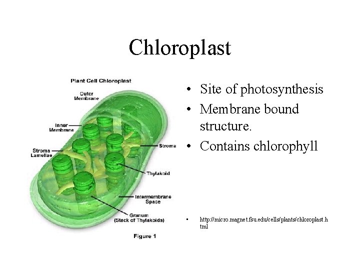Chloroplast • Site of photosynthesis • Membrane bound structure. • Contains chlorophyll • http: