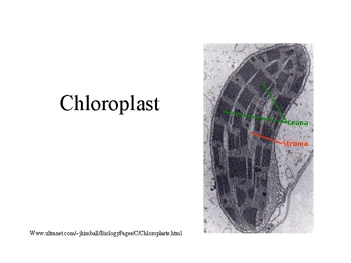 Chloroplast Www. ultranet. com/~jkimball/Biology. Pages/C/Chloroplasts. html 