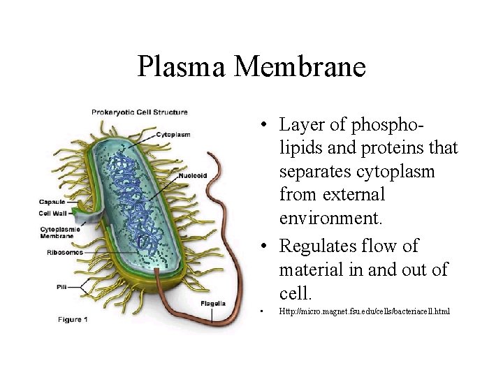 Plasma Membrane • Layer of phospholipids and proteins that separates cytoplasm from external environment.