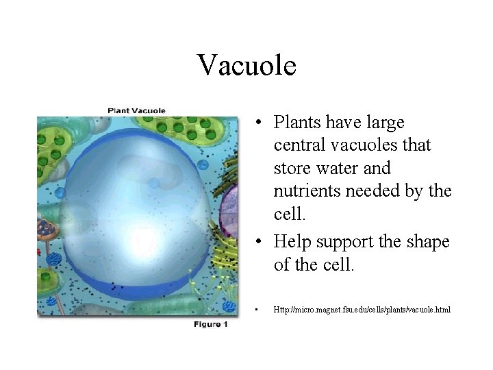 Vacuole • Plants have large central vacuoles that store water and nutrients needed by