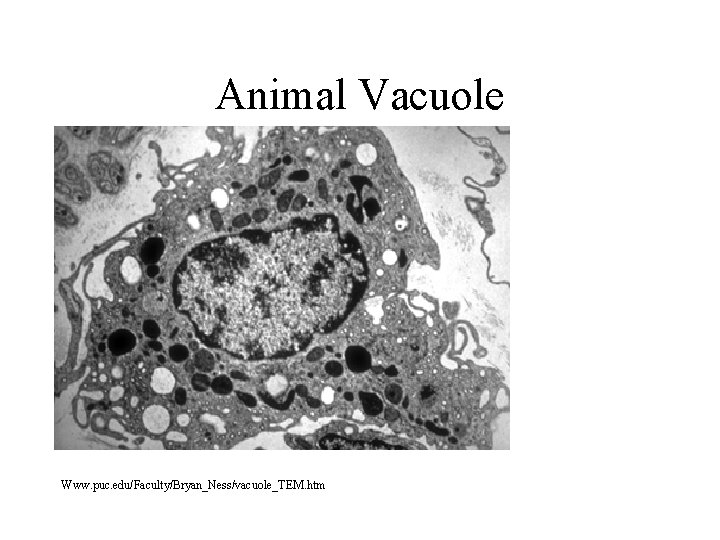 Animal Vacuole Www. puc. edu/Faculty/Bryan_Ness/vacuole_TEM. htm 