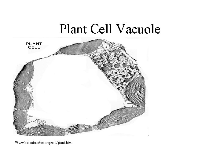 Plant Cell Vacuole Www. bio. mtu. edu/campbell/plant. htm 