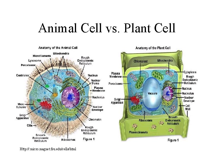 Animal Cell vs. Plant Cell Http: //: micro. magnet. fsu. edu/cells/html 