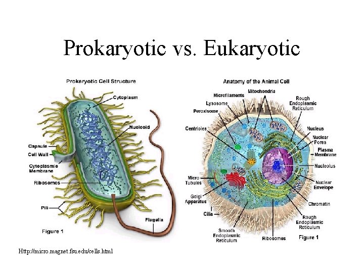 Prokaryotic vs. Eukaryotic Http: //micro. magnet. fsu. edu/cells. html 