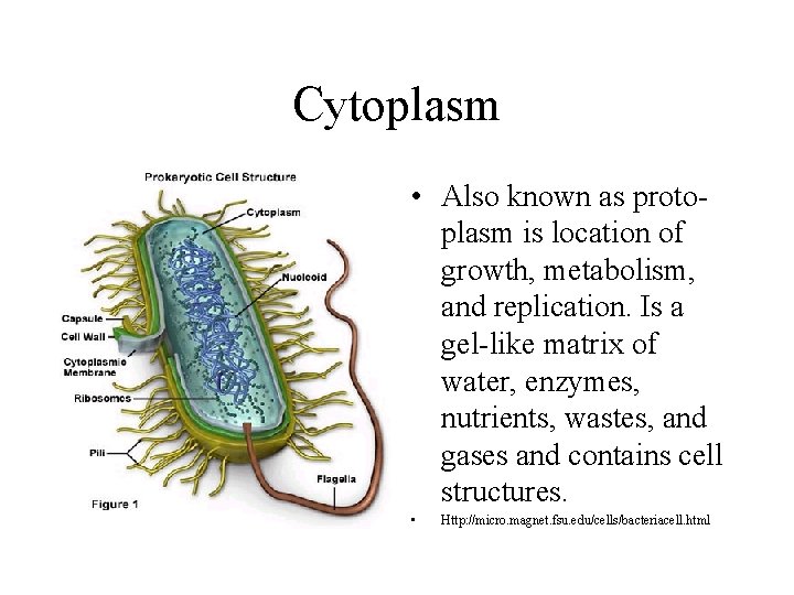 Cytoplasm • Also known as protoplasm is location of growth, metabolism, and replication. Is