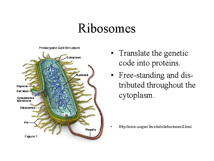 Ribosomes • Translate the genetic code into proteins. • Free-standing and distributed throughout the