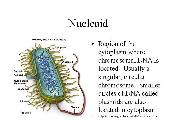 Nucleoid • Region of the cytoplasm where chromosomal DNA is located. Usually a singular,