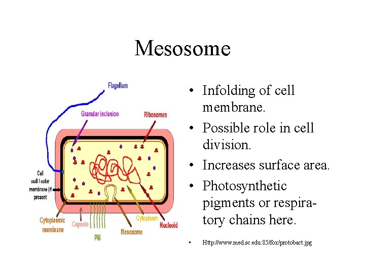 Mesosome • Infolding of cell membrane. • Possible role in cell division. • Increases