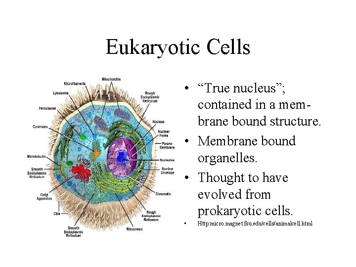 Eukaryotic Cells • “True nucleus”; contained in a membrane bound structure. • Membrane bound