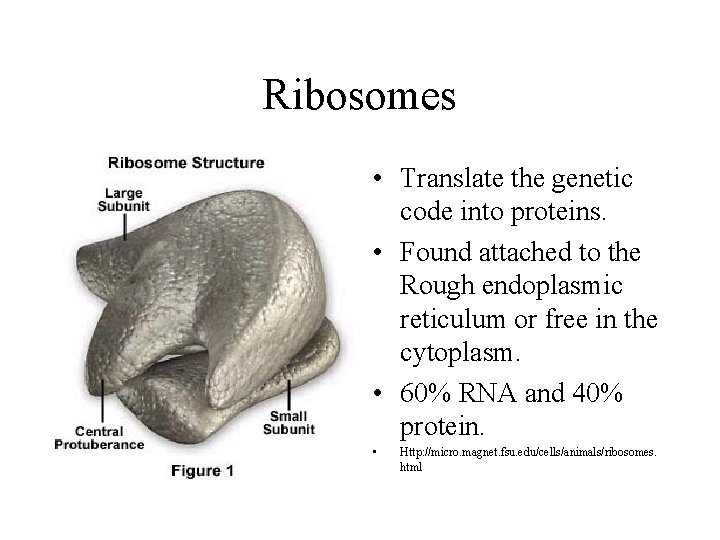 Ribosomes • Translate the genetic code into proteins. • Found attached to the Rough
