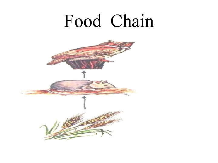Food Chain 