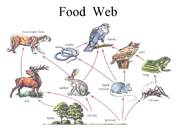 Food Web 