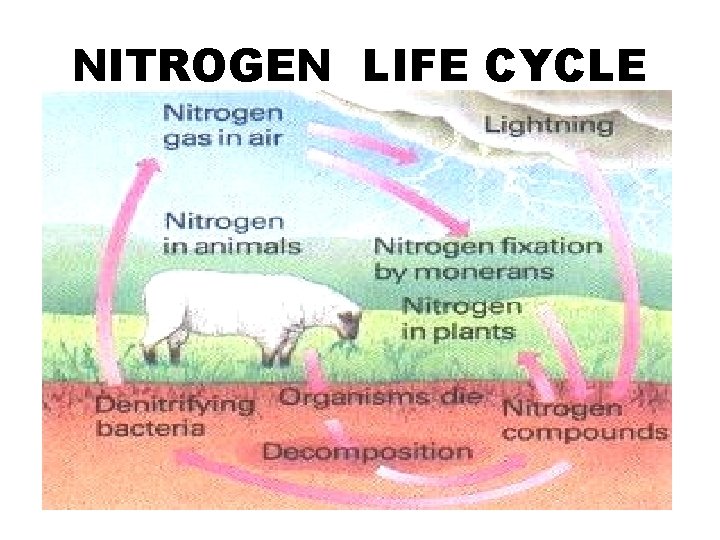 NITROGEN LIFE CYCLE 