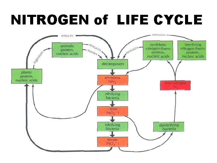 NITROGEN of LIFE CYCLE 