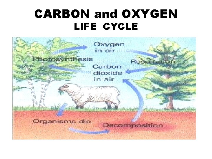 CARBON and OXYGEN LIFE CYCLE 