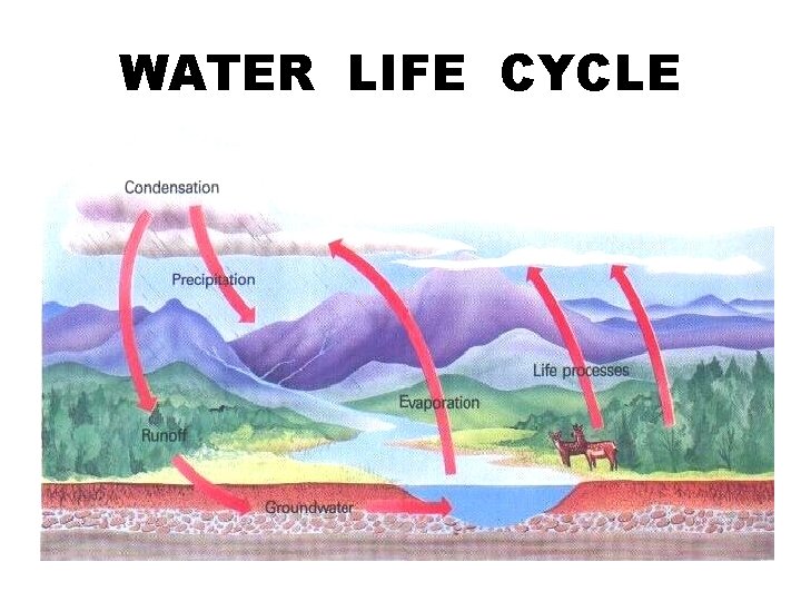 WATER LIFE CYCLE 