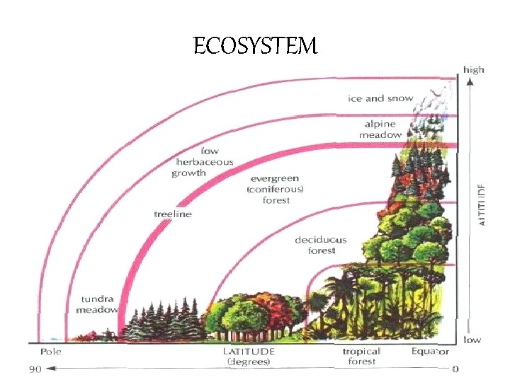 ECOSYSTEM 