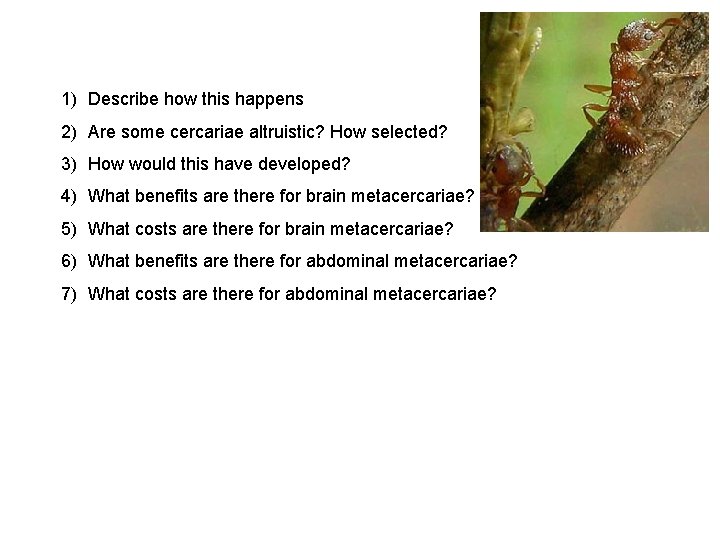 1) Describe how this happens 2) Are some cercariae altruistic? How selected? 3) How