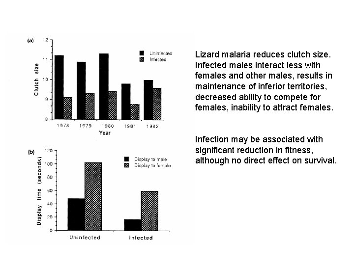 Lizard malaria reduces clutch size. Infected males interact less with females and other males,
